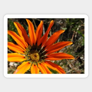 Gazania 3 Photograph Sticker